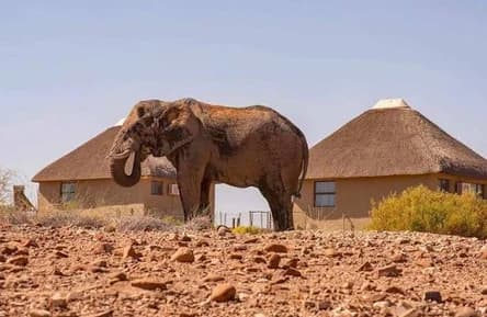 Elephant walking among the chalets at Palmwag Lodge
