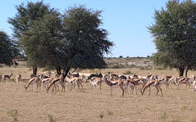 Kalahari route landscape