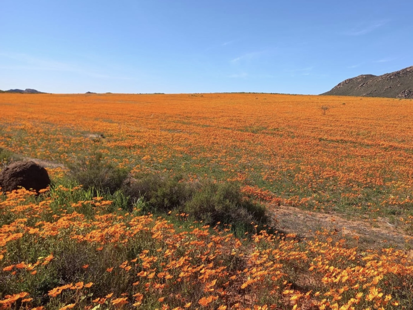 West Coast scenery during flower season