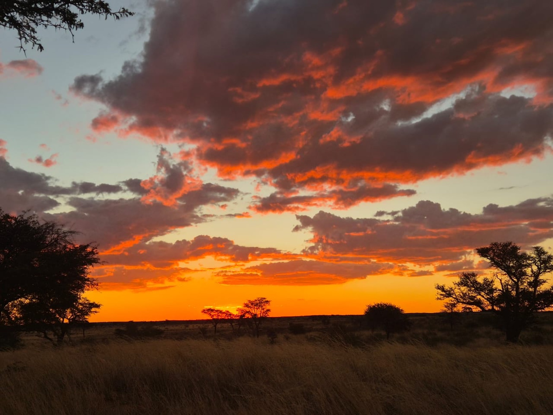 Guided 4x4 vehicles travelling through the Kalahari