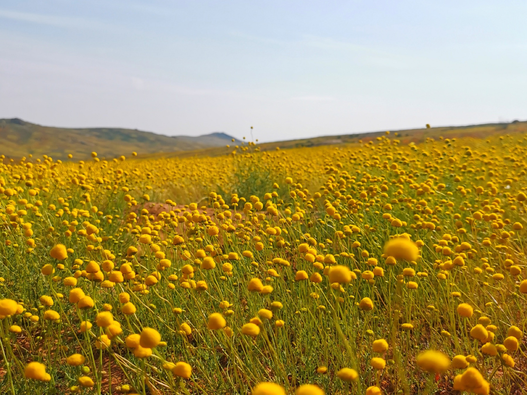 Spring flowers across Namaqualand during a guided 4x4 tour