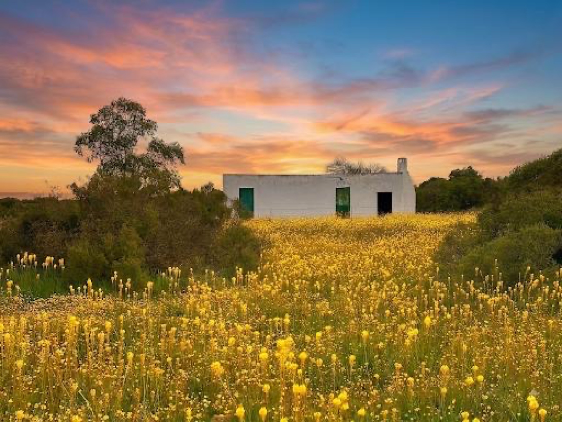 Namaqua flower landscape on a day tour