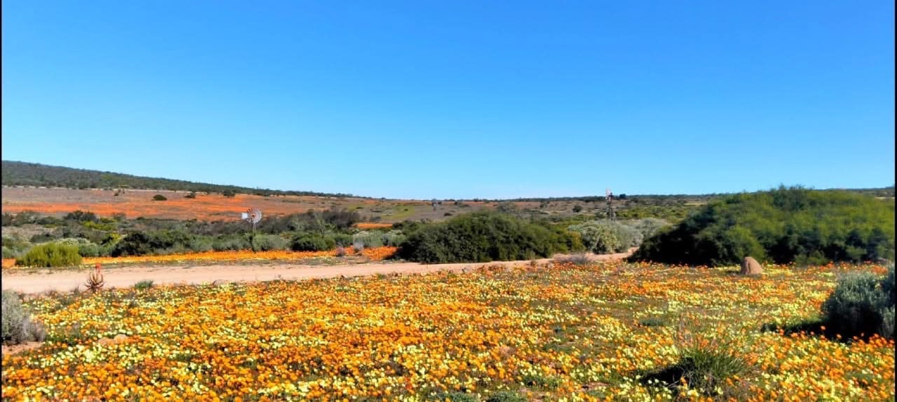 Seasonal Namaqualand flower landscape