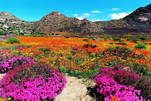 Bright seasonal flowers across a Namaqualand valley