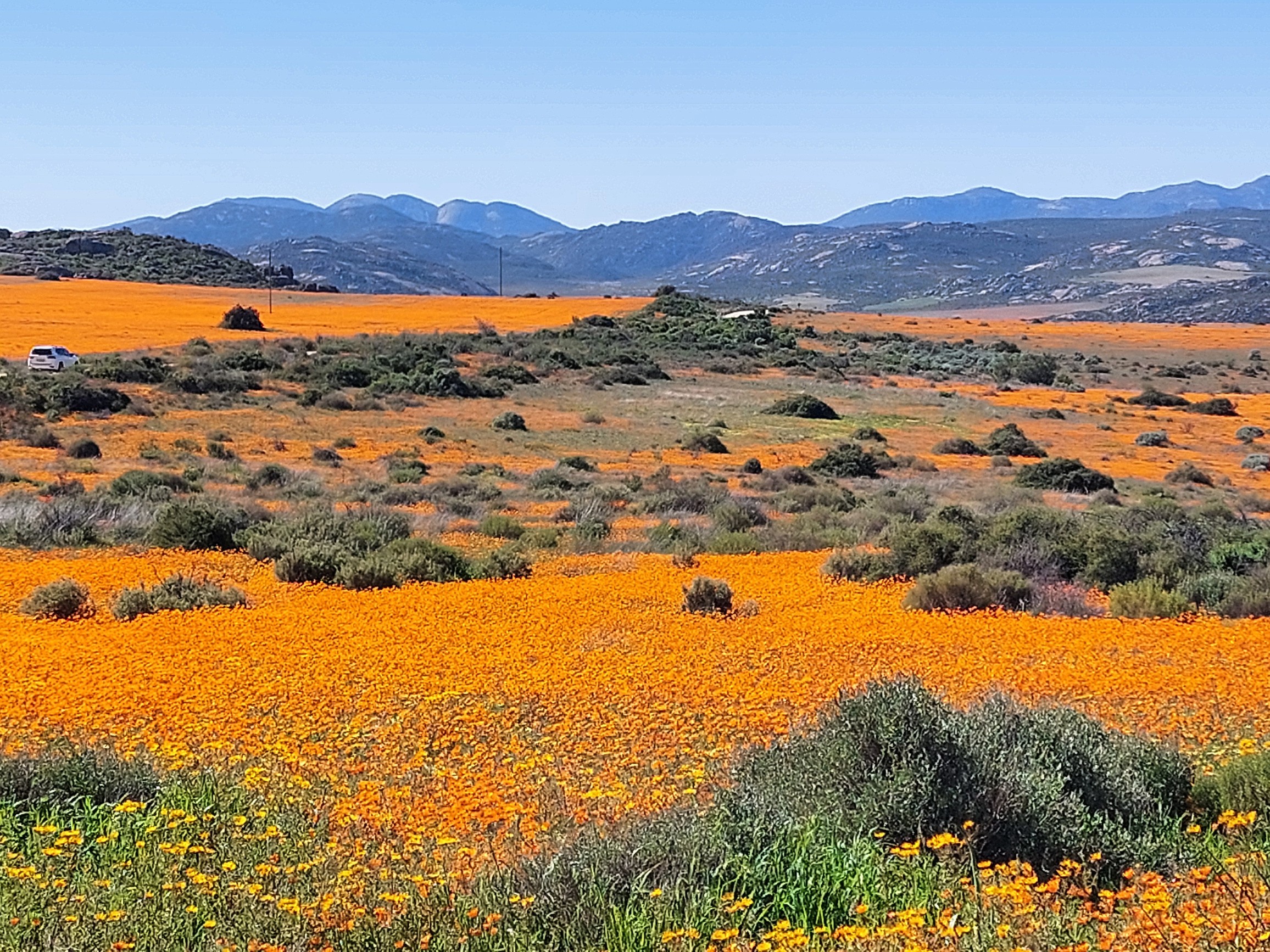 Namaqualand flower-season landscape on a guided bus tour