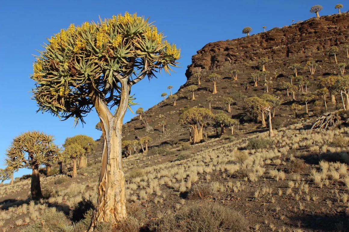 Quiver tree in the rocky landscape near Why Not Africa Tours' Northern Cape base