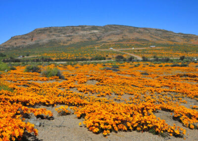 Richtersveld Day Tour