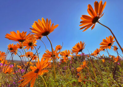West Coast 1-Day Flower Tour