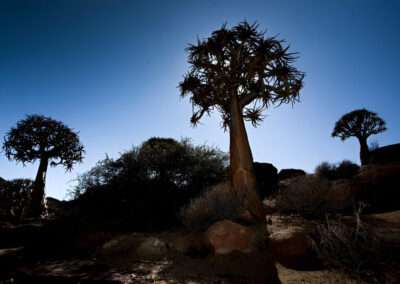 Namaqua Floral 1-Day Tour