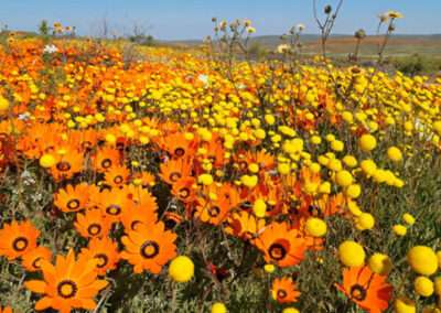Namaqua Floral 5-Day Mini Bus Tour