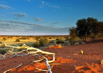 Kalahari Discovery 5-Day Lodge Tour