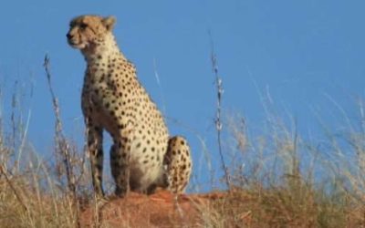 Kalahari Discovery 5-Day Lodge Tour
