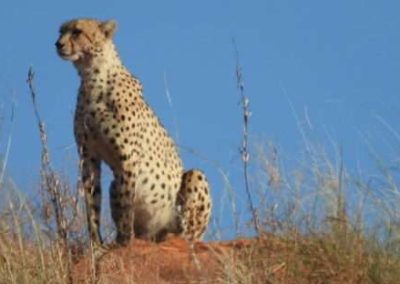 Kalahari Discovery 5-Day Lodge Tour