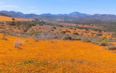 Namaqua 5-Day Guided Self Drive 4×4 Floral & Cultural Tour